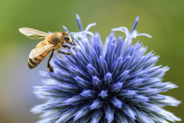 Fleurs mellifères pour pollinisateurs