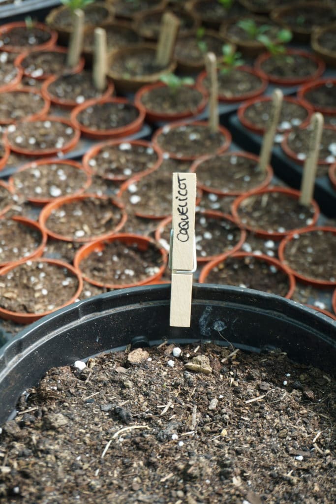 Comment planter des graines de coquelicot