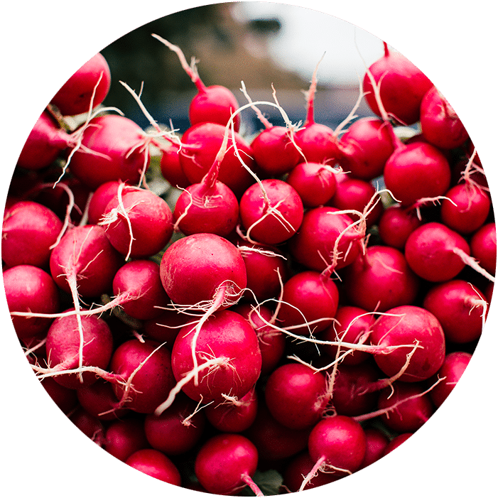comment semer des graines de radis