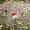 comment semer des fleurs des champs