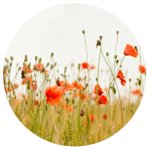 comment semer des graines de coquelicots