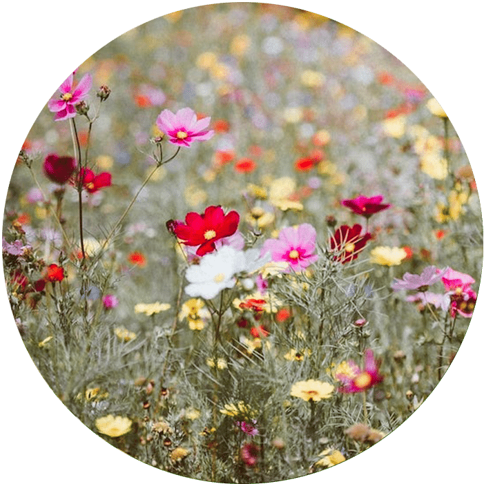 comment semer des graines de fleurs des champs