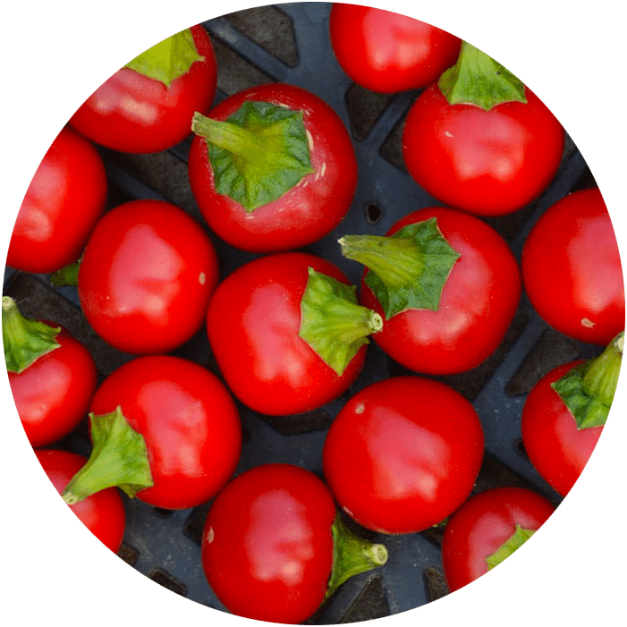 comment semer des graines de piment red cherry