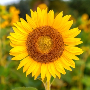 Tournesol